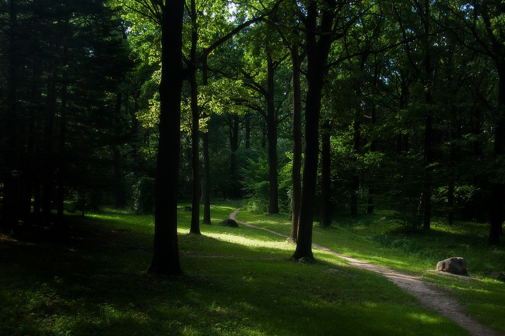 photo "***" tags: landscape, forest