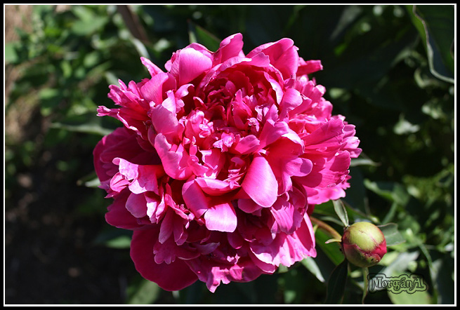 photo "***" tags: nature, flowers