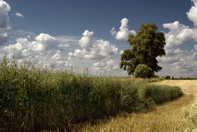 photo "***" tags: landscape, summer