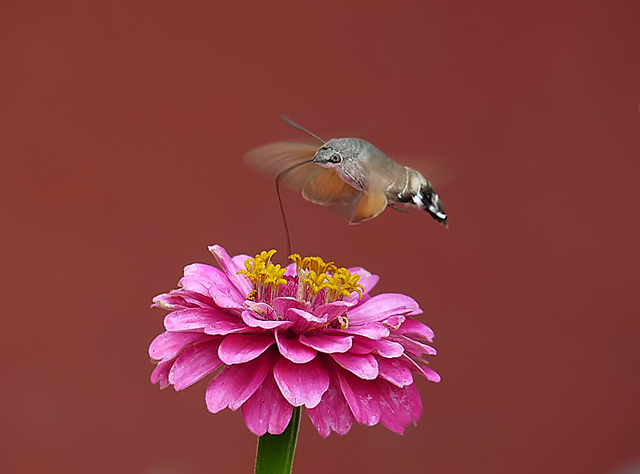 фото "Macroglossum stellatarum -molia colibri" метки: природа, насекомое