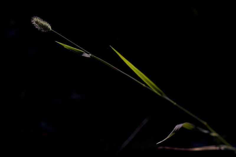 photo "***" tags: macro and close-up, nature, flowers