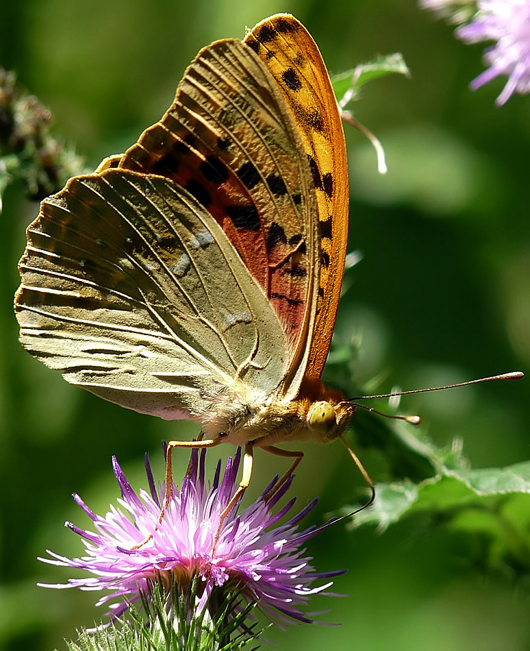 фото "Argynnis pandora" метки: макро и крупный план, 