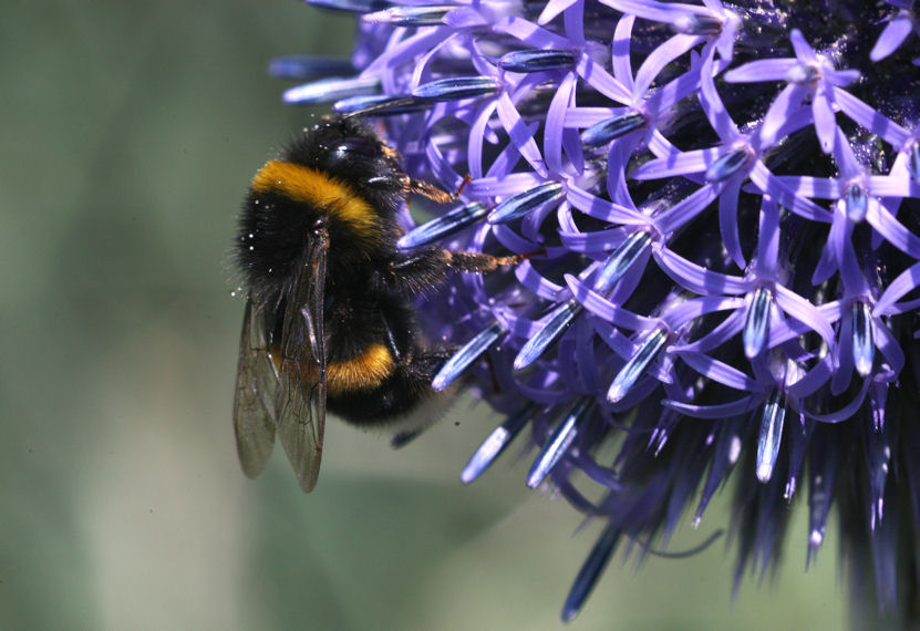 photo "mountaineering" tags: nature, flowers