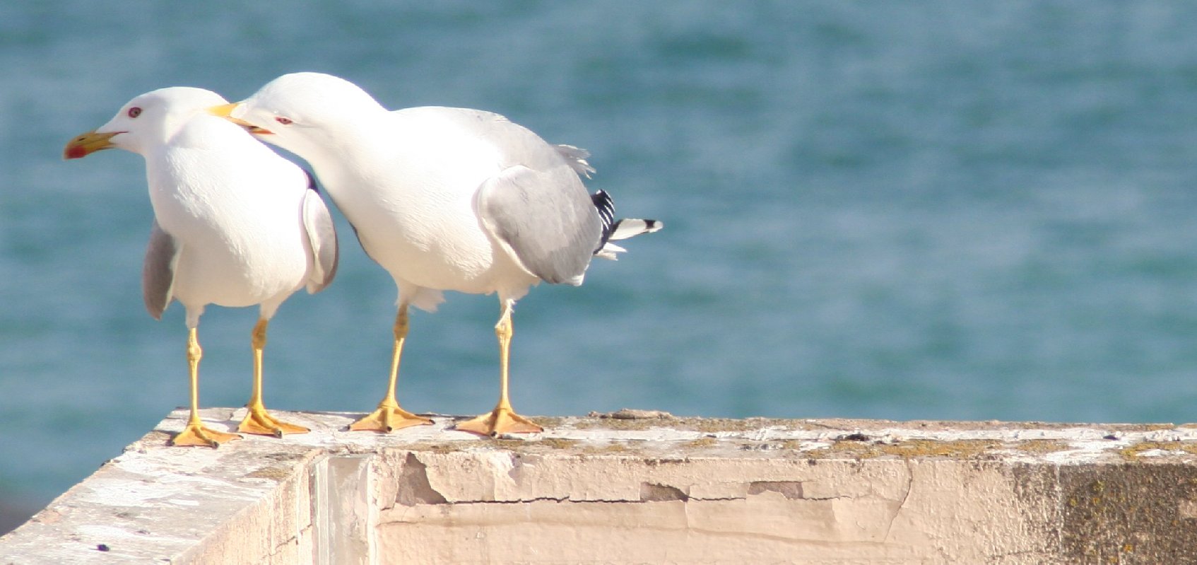 photo "smack...smack..." tags: nature, wild animals