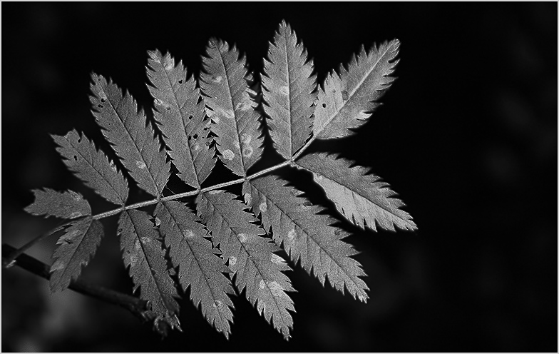 photo "The Herbarium" tags: nature, black&white, flowers