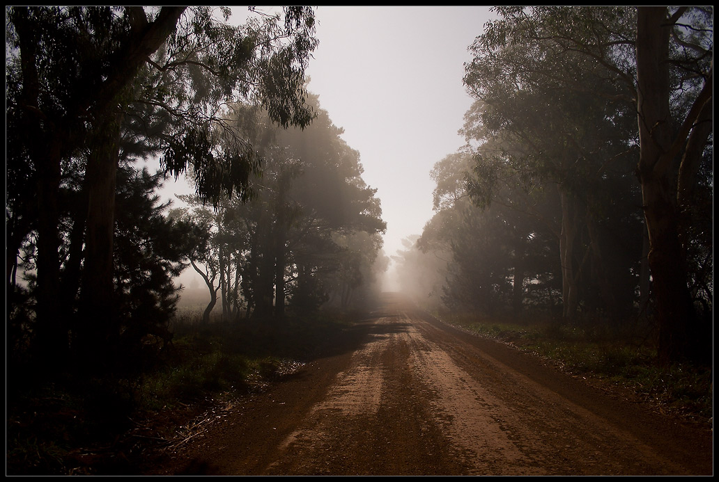 photo "Paranoia" tags: landscape, forest, night