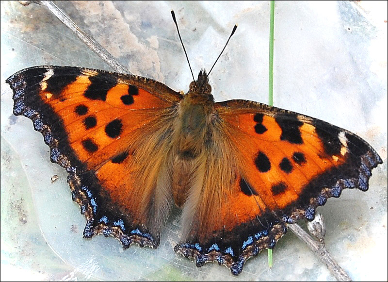 photo "***" tags: nature, macro and close-up, insect