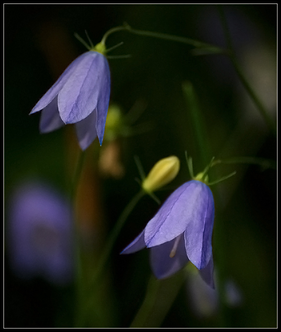 photo "* * *" tags: nature, flowers