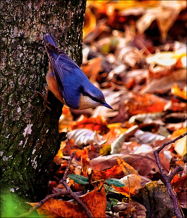 фото "Little blue bird" метки: природа, пейзаж, дикие животные, лес