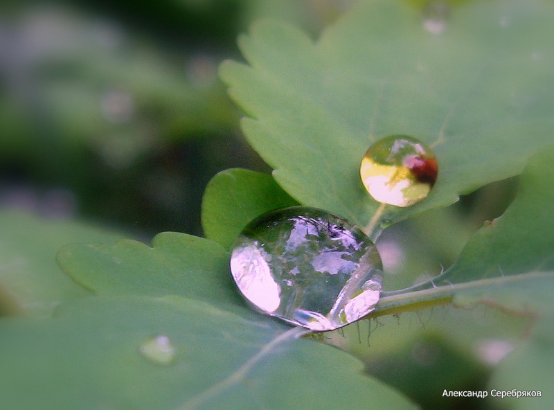 photo "макро,капля,эксперимент" tags: macro and close-up, fragment, 