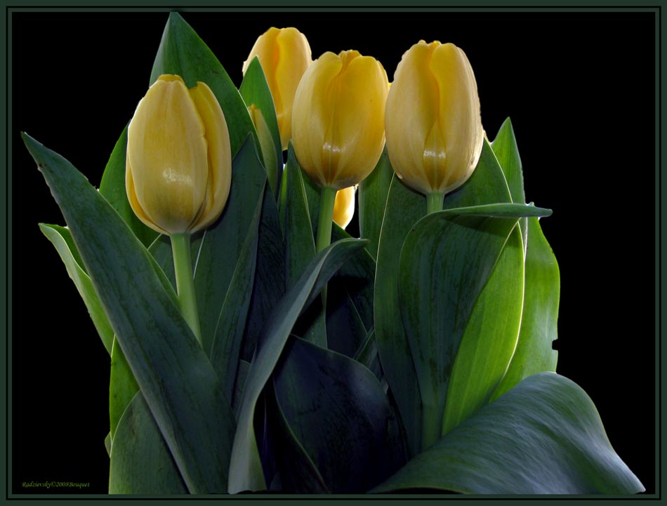 фото "A bouquet of yellow tulips" метки: природа, цветы