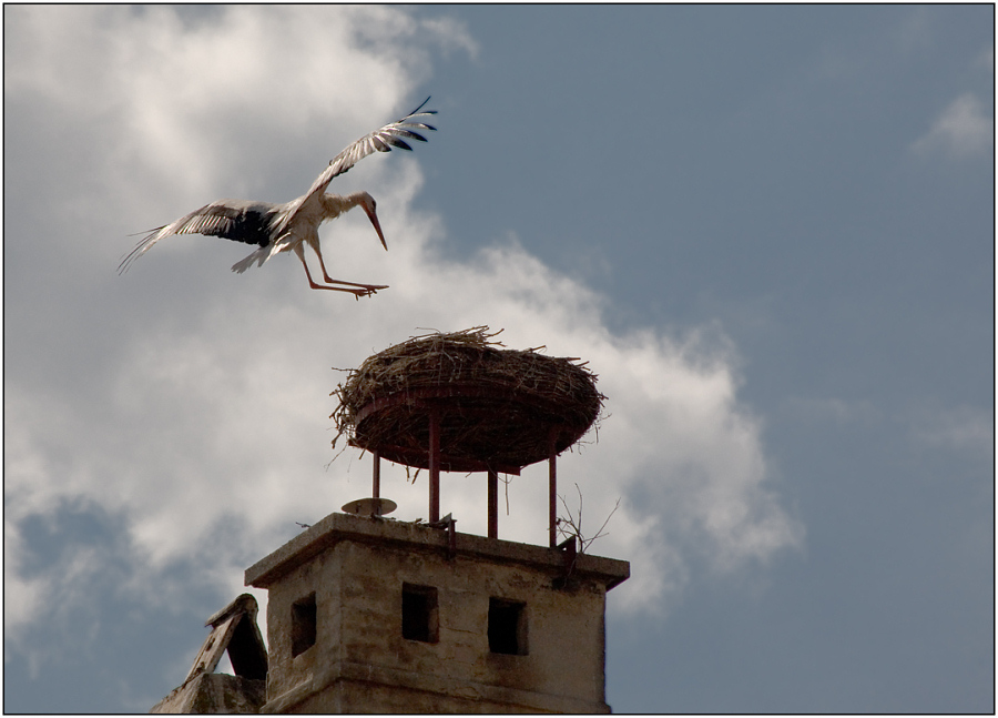 photo "Soft landing" tags: nature, genre, wild animals