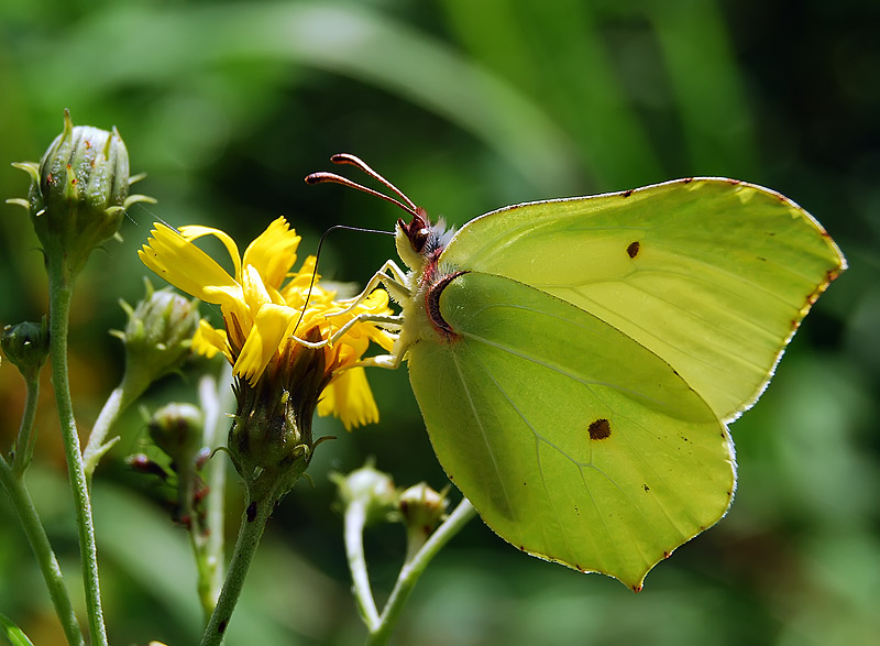 photo "***" tags: nature, macro and close-up, insect