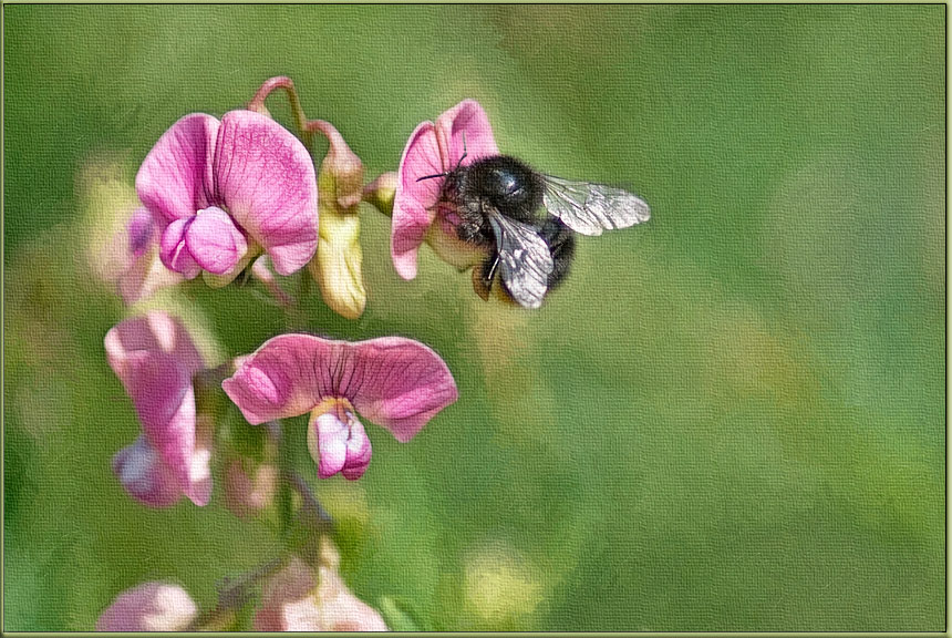 photo "***" tags: nature, insect