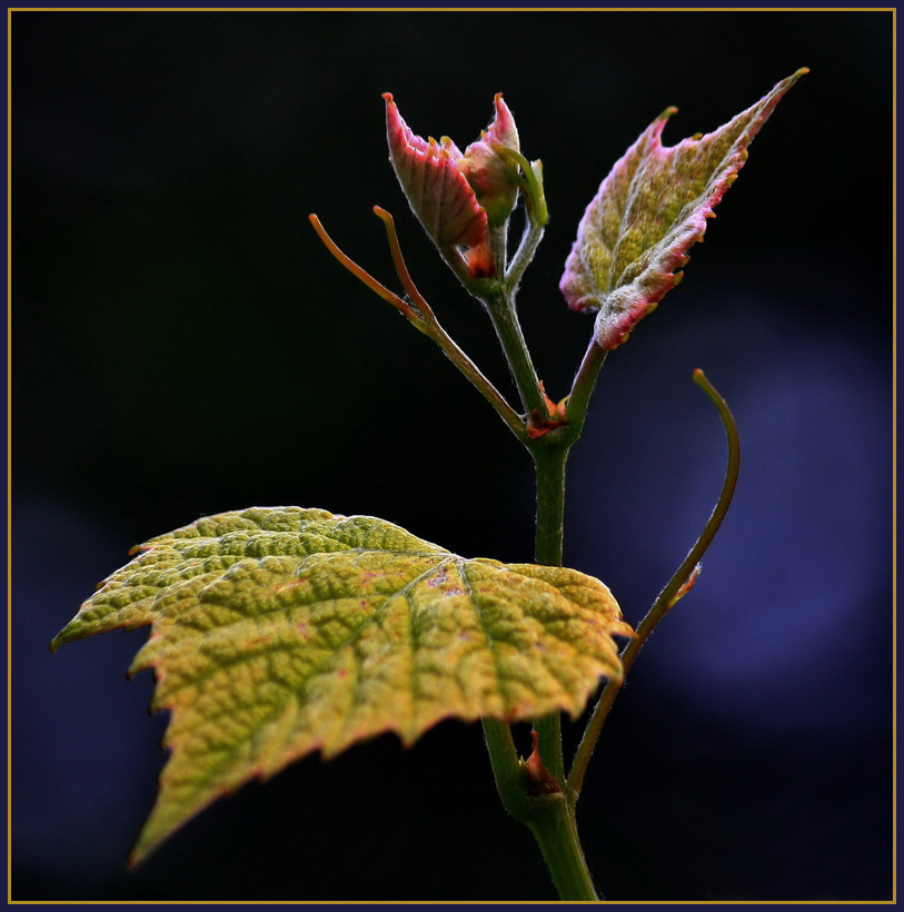 фото "К солнцу..." метки: природа, цветы