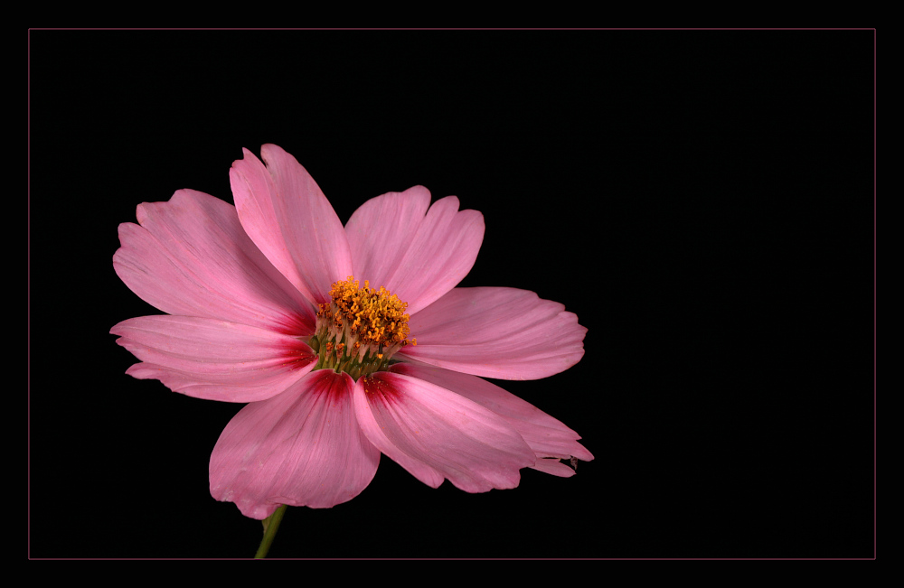 photo "Cosmea" tags: nature, flowers