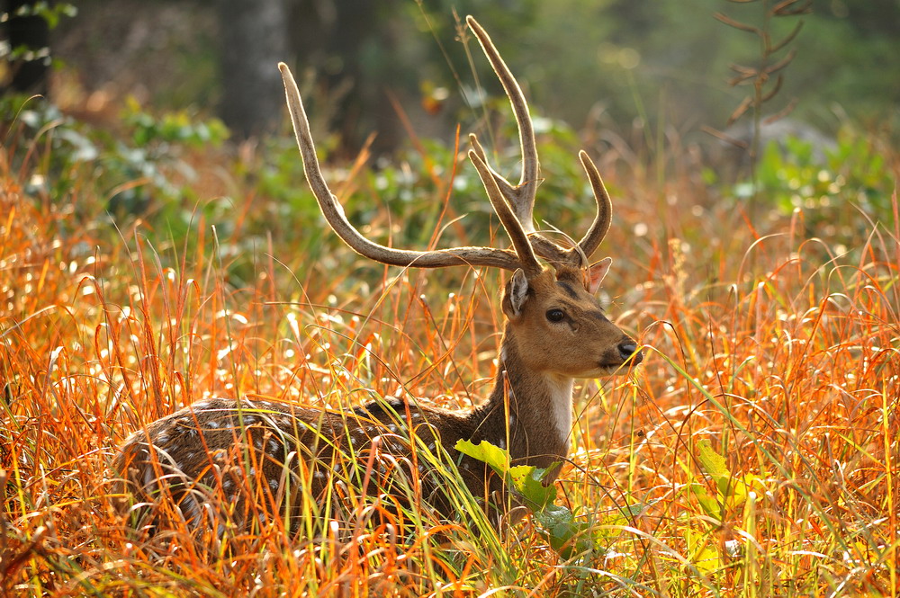 photo "***" tags: nature, wild animals