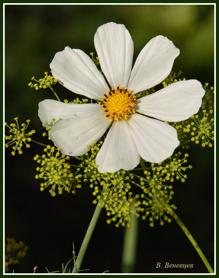фото "Космея белая" метки: природа, цветы
