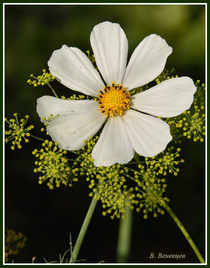 photo "***" tags: nature, flowers