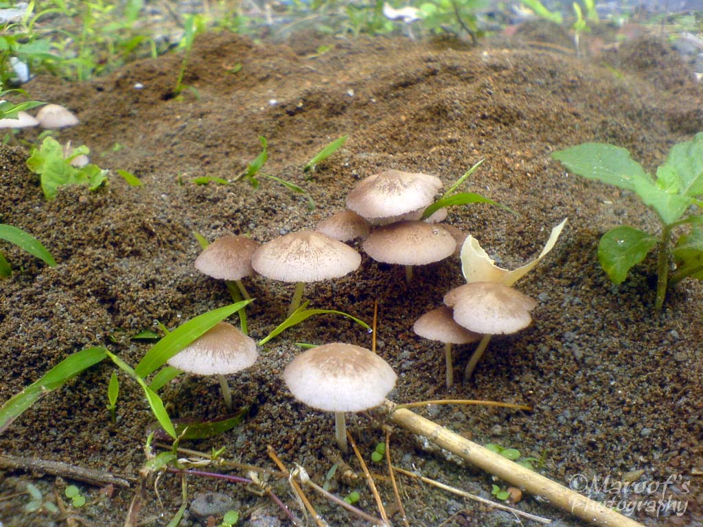 photo "FUNGI" tags: macro and close-up, 