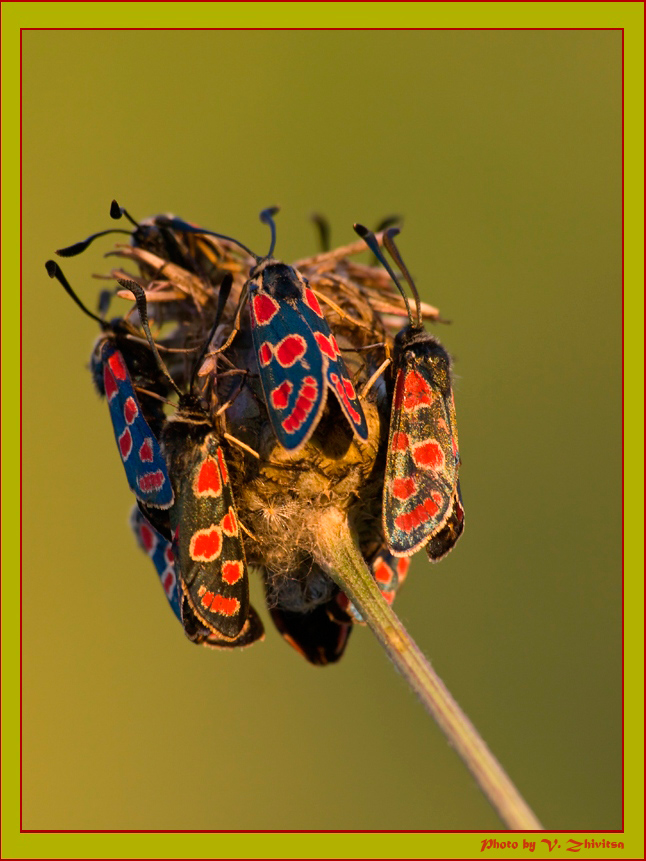 photo "***" tags: nature, macro and close-up, insect