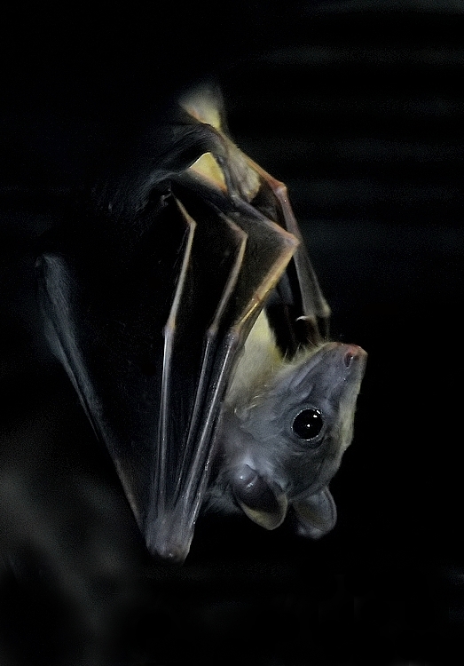 photo "Inverted Portrait" tags: nature, wild animals