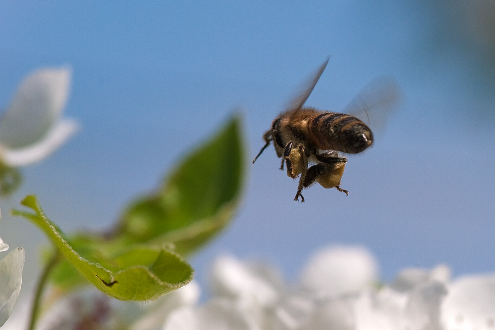 photo "***" tags: macro and close-up, nature, insect