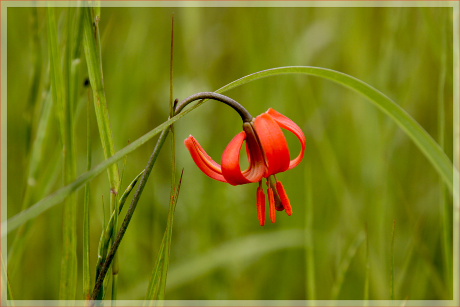 photo "***" tags: nature, flowers