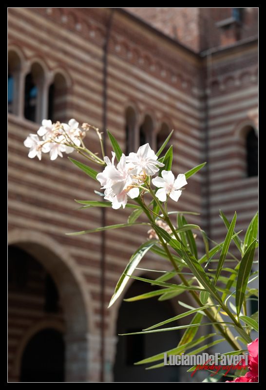 фото "Flowers with the history in background" метки: репортаж, 