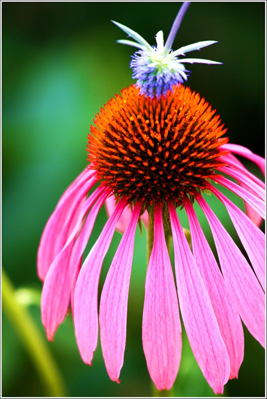 photo "Love" tags: nature, macro and close-up, flowers