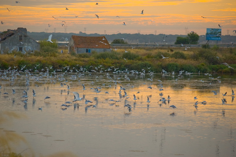 фото "EARLY MORNING" метки: пейзаж, вода, лето