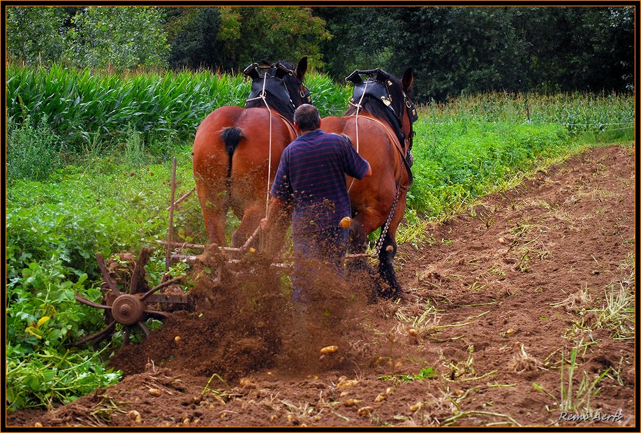 фото "the Potato harvest" метки: репортаж, природа, домашние животные