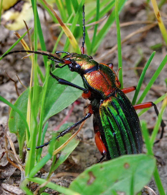 photo "The monster from the grass" tags: macro and close-up, nature, insect