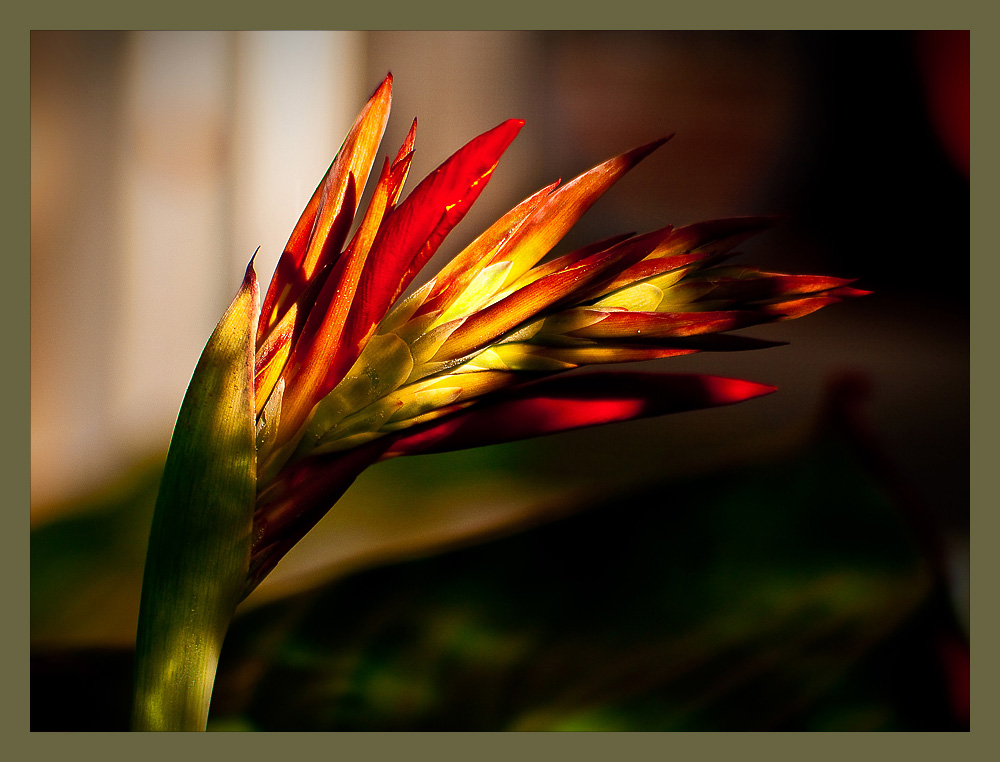 photo "Annabelle's Reds" tags: nature, flowers