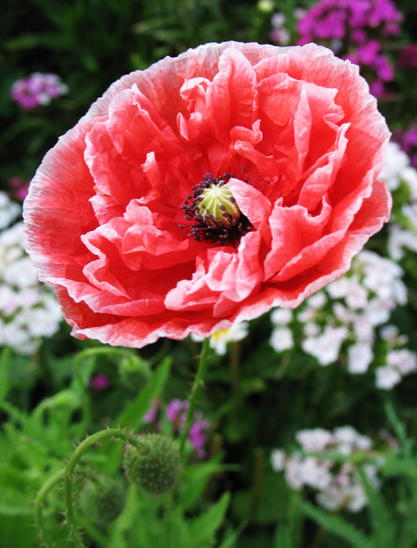 photo "***" tags: nature, macro and close-up, flowers