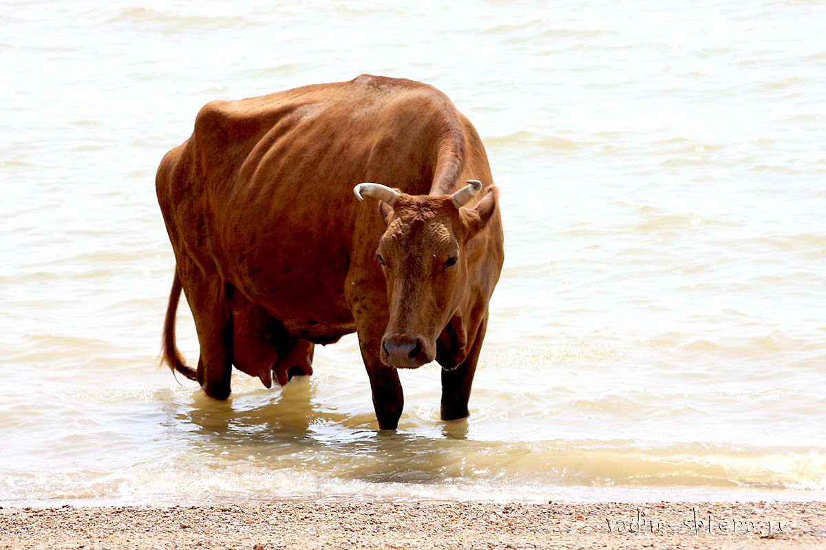 фото "теплое и ласковое Азовское море ..." метки: пейзаж, вода