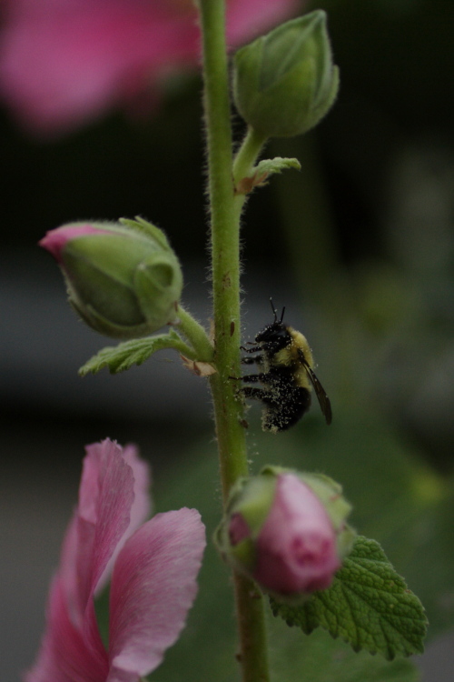 photo "A Bit Too Much Pollen" tags: nature, macro and close-up, insect