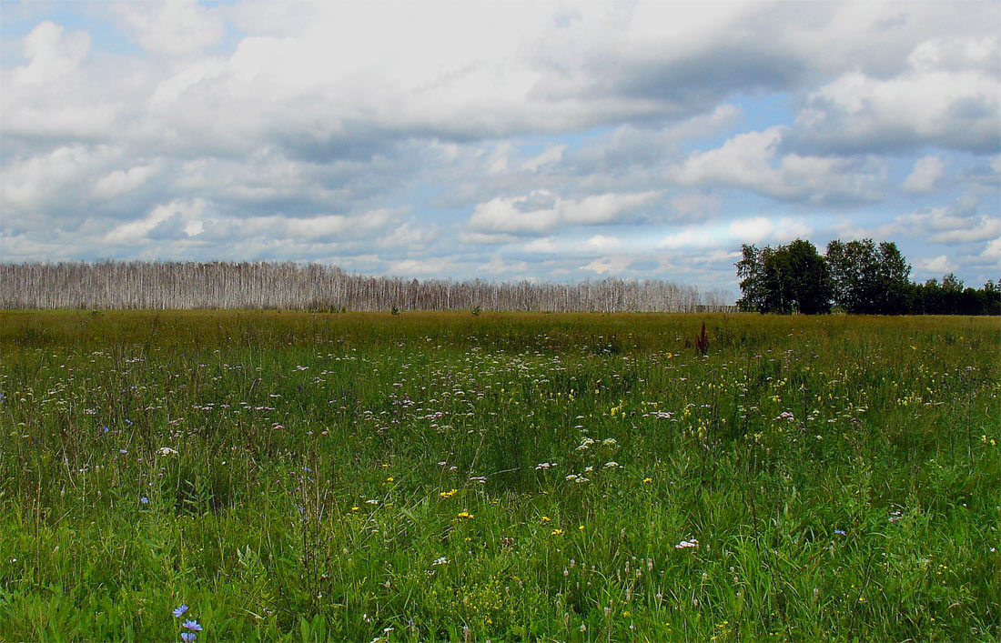 photo "***" tags: landscape, summer