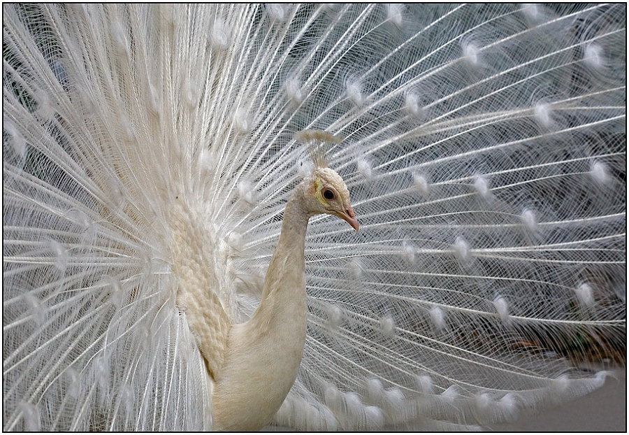 photo "The bride" tags: nature, portrait, wild animals