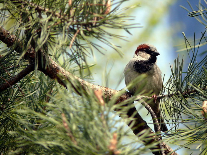 фото "Sparrow" метки: природа, домашние животные