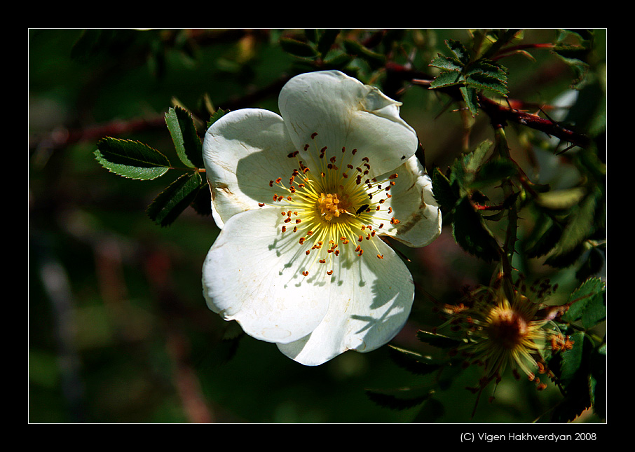 photo "Summer flower" tags: nature, macro and close-up, flowers