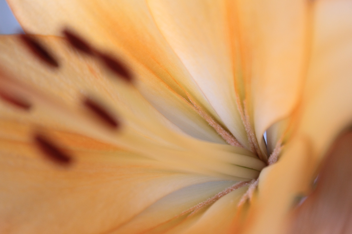 фото "Flower's heart" метки: природа, цветы