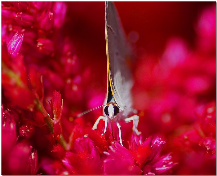 photo "Wings Up" tags: nature, macro and close-up, insect