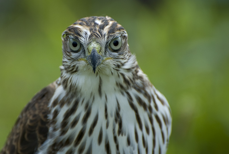 photo "Eye to Eye" tags: nature, wild animals