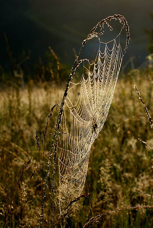 photo "***" tags: nature, insect