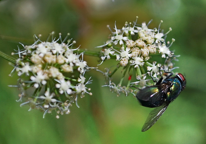 photo "Relative Pollinisation" tags: macro and close-up, nature, insect