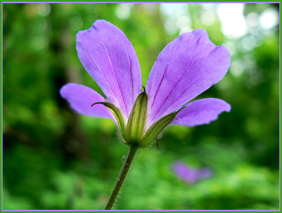 photo "the crown of summer" tags: nature, macro and close-up, flowers