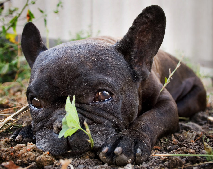 photo "***" tags: genre, nature, pets/farm animals