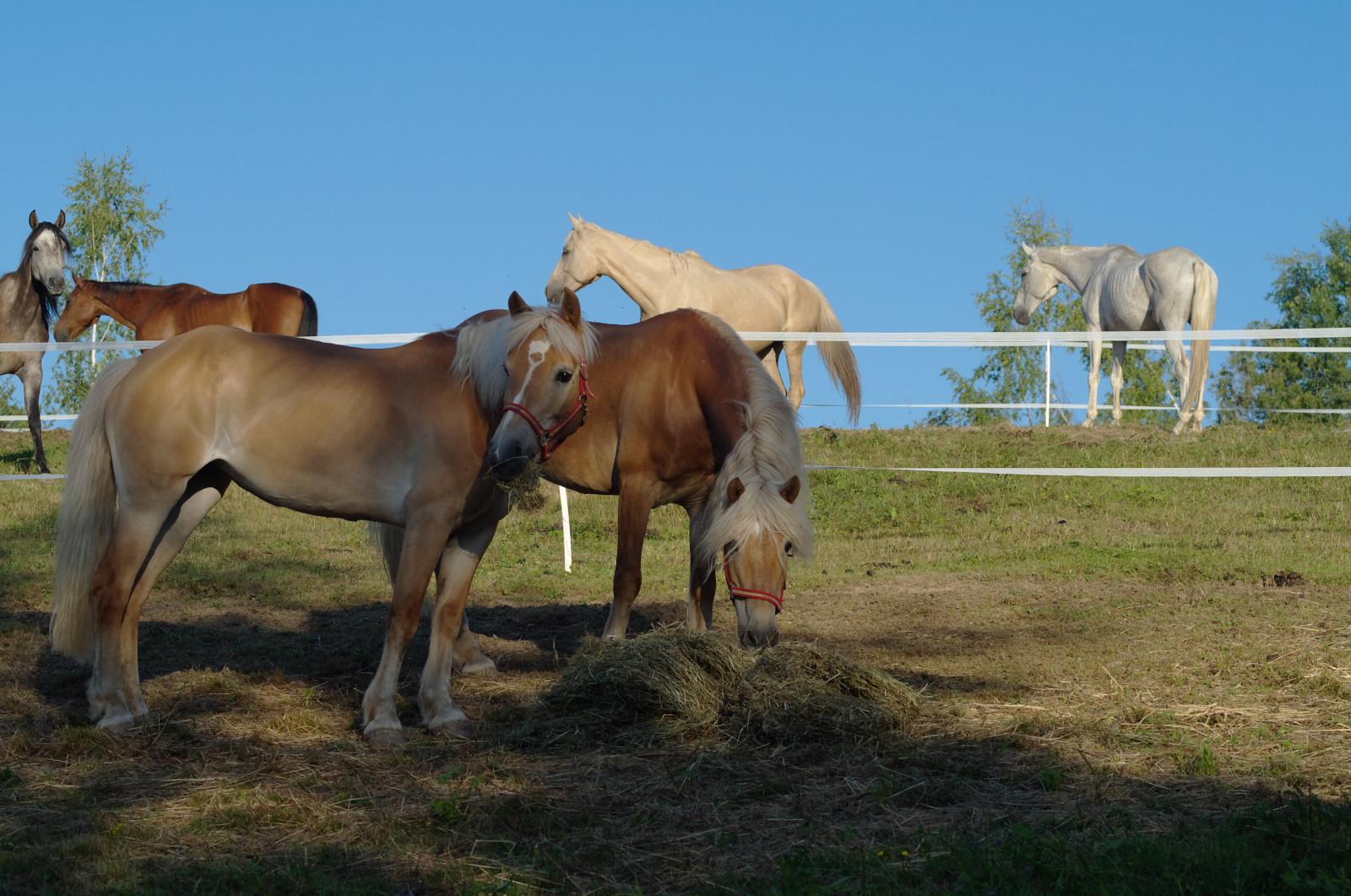 photo "six on the hill" tags: nature, pets/farm animals