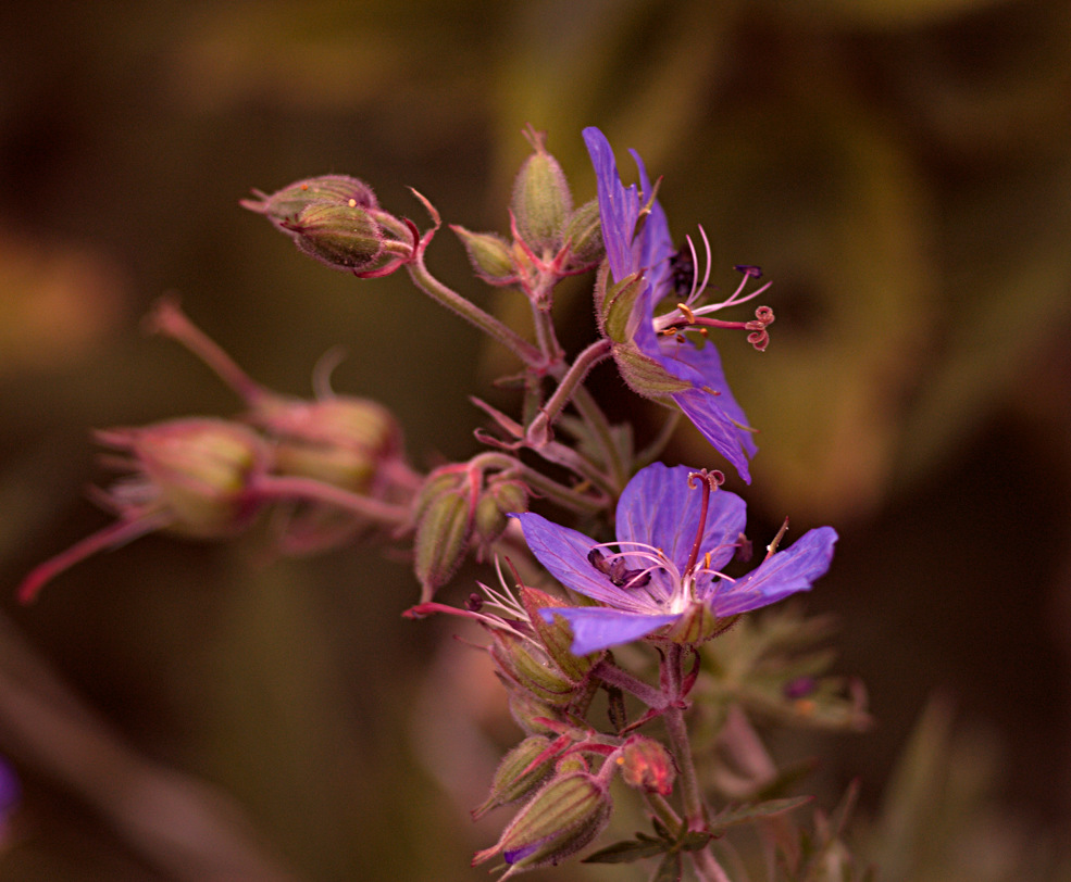 photo "***" tags: nature, flowers